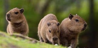 Zoo Berlin: Capybara-Babys im Zoo der Hauptstadt geboren