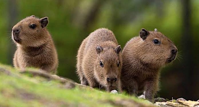 Zoo Berlin: Capybara-Babys im Zoo der Hauptstadt geboren