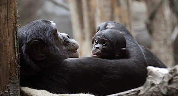 Zoo Leipzig: Bonobo-Baby sorgt für strahlende Augen