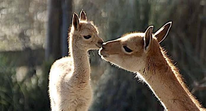 Zoo Osnabrück: „Maiabende“ mit 50 Prozent Rabatt auf Eintrittspreis Zoo Osnabrück: „Maiabende“ mit 50 Prozent Rabatt auf Eintrittspreis