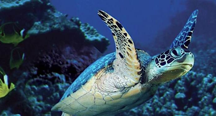 SEA LIFE Gutschein 2 für 1 Rabatt Coupon Ticket 2021 kostenlos