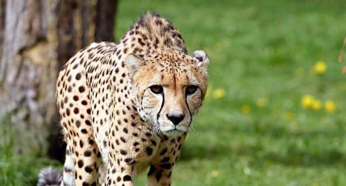 Serengeti-Park: Corona-Testpflicht für Tagesbesuche abgeschafft