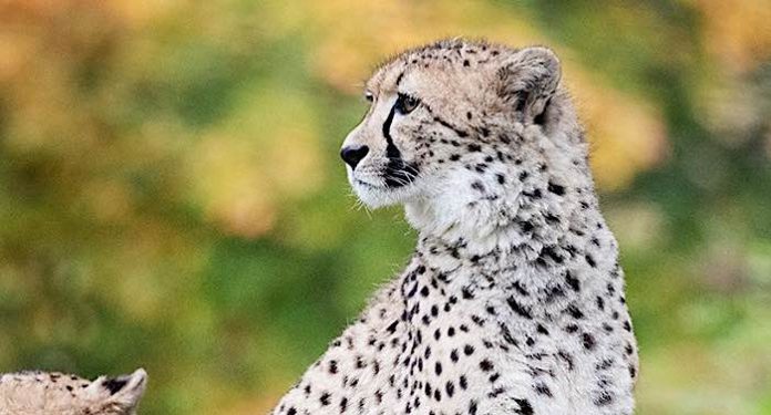 Allwetterzoo Münster Gutschein Saison 2021 mit 27 Prozent Rabatt Allwetterzoo Münster Gutschein Saison 2021 mit 27 Prozent Rabatt