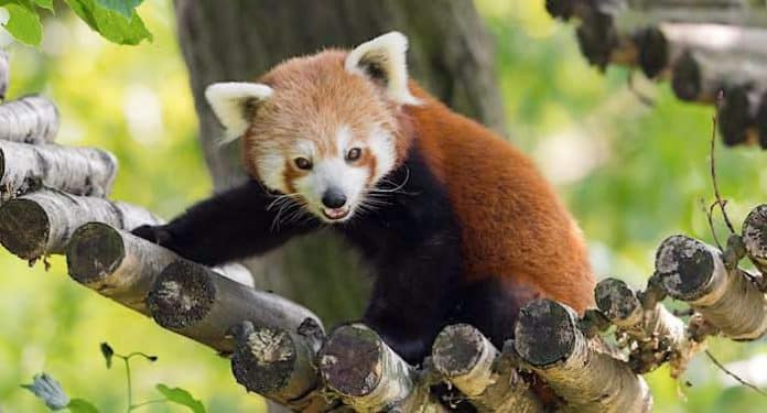 Kölner Zoo Gutschein 2021 - Zoo Köln mit 20 Prozent Rabatt Kölner Zoo Gutschein 2021 - Zoo Köln mit 20 Prozent Rabatt