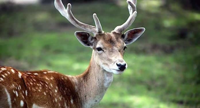 Wildpark Schwarzach Gutschein Saison 2021 mit bis zu 54 Prozent Rabatt Wildpark Schwarzach Gutschein Saison 2021 mit bis zu 54 Prozent Rabatt