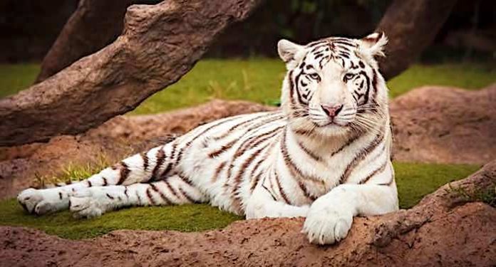 Filmtierpark Gutschein Saison 2021 mit 45 Prozent Rabatt auf Ticketpreis Filmtierpark Gutschein Saison 2021 mit 45 Prozent Rabatt auf Ticketpreis