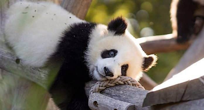 Zoo Berlin: 16,5 Millionen Euro Defizit durch Corona-Pandemie Zoo Berlin: 16,5 Millionen Euro Defizit durch Corona-Pandemie