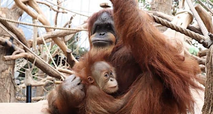 Ratgeber: Gilt eine Mutter mit Kindern ohne Mann im Zoo als Familie? Ratgeber: Gilt eine Mutter mit Kindern ohne Mann im Zoo als Familie?