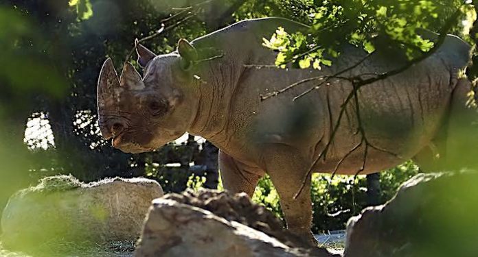 Safari Park Beekse Bergen beheimatet zwei seltene Spitzmaulnashörner Safari Park Beekse Bergen beheimatet zwei seltene Spitzmaulnashörner