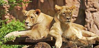 ZOOM Erlebniswelt: Privatperson vererbt Zoo mehr als 120.000 Euro