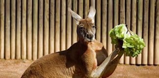 AOK Gewinnspiel: Zoo Dresden Gutschein Jahreskarte kostenlos gewinnen