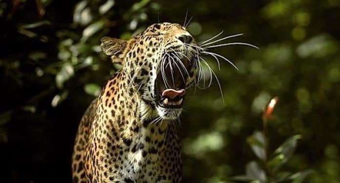 Burgers‘ Zoo Gutschein 2021 2022: Ticket mit 35 Prozent Rabatt kaufen Burgers‘ Zoo Gutschein 2021 2022: Ticket mit 35 Prozent Rabatt kaufen