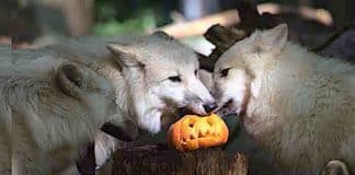 Zoo Stralsund: Halloween-Party am 31. Oktober 2021