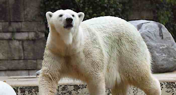 Grüner Zoo Wuppertal: Haltung von Eisbären beendet