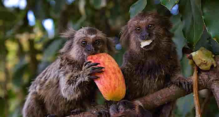 Berkenhof Tropical Zoo Gutschein Ticket mit 30 Prozent Rabatt