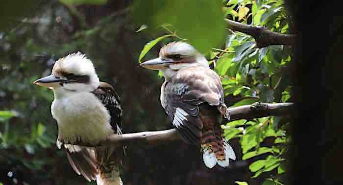 Taman Indonesia Gutschein Zoo Ticket mit 32 Prozent Rabatt