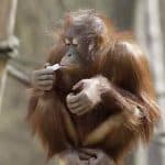 RostockCARD: Freizeitpark und Zoo Rabatte für Familien und Urlauber