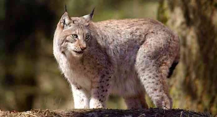 Wildpark Gangelt Gutschein Ticket mit 23 Prozent Rabatt Wildpark Gangelt Gutschein Ticket mit 23 Prozent Rabatt