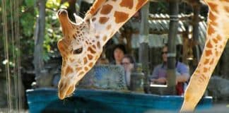Erlebnis-Zoo Hannover: Dauerkarte bis Ende des Jahres für kleines Geld