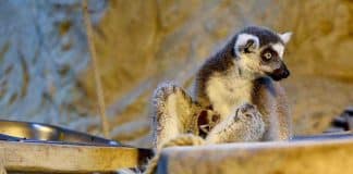 Tiergarten Wels: Affe bricht aus und landet im Bordell