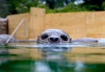 Zoo Osnabrück: 8 Millionen Euro teure „Wasserwelten“ eröffnet