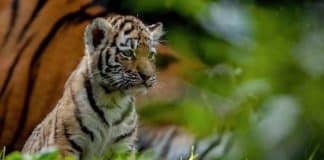 Tierpark Hagenbeck: Tigerbabys erstmals im Außengehege