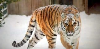 Tierpark Ströhen: Zoo freut sich über doppelten Tiger-Nachwuchs