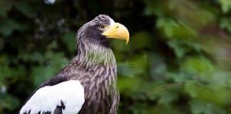 Weltvogelpark Walsrode feiert 60-jähriges Jubiläum