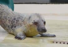 Seehundstation Friedrichskoog: Große Hilfe für Tiere in Not