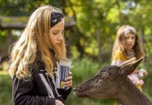 Wildpark Müden: „Lichterfest“ 2022 mit Freikarte für Kinder