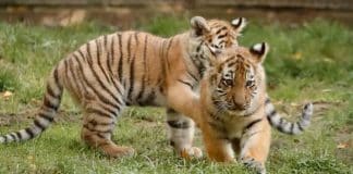 Tierpark Ströhen: Privates Arabergestüt und viele exotische Tiere
