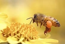 Bienenfreundliche Pflanzen: Lexikon kostenlos bestellen