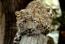 Tierpark Cottbus: Besucherrekord in Saison 2022 erzielt