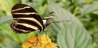 Alaris Schmetterlingspark Gutschein mit 41 Prozent Rabatt