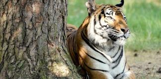Serengeti-Park: Erstmals Nachwuchs bei Sibirischen Tigern