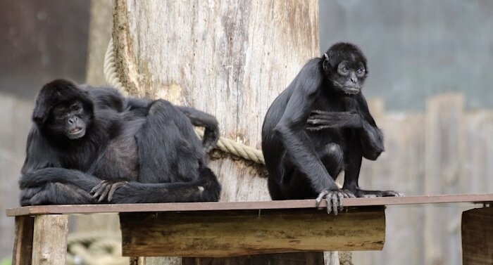 Zoo Osnabrück Gutschein 2023 Ticket mit 42 Prozent Rabatt