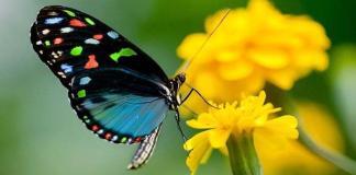 Alaris Schmetterlingspark Gutschein 2024: Tickets mit 38 Prozent Rabatt