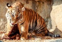 Tierpark Berlin: Nachwuchs bei den Sumatra Tigern