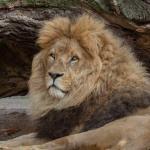 Tierpark Hagenbeck: Dschungelnächte kehren 2024 zurück