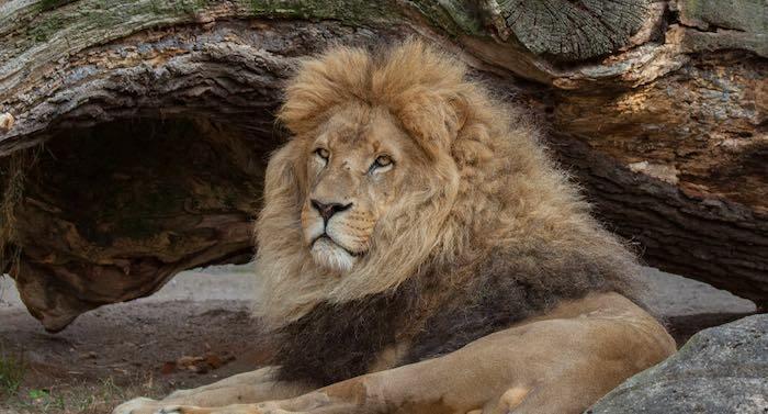 Tierpark Hagenbeck: Dschungelnächte kehren 2024 zurück