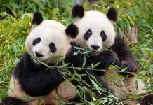 Zoo Berlin: Pandas bereiten sich auf Paarung vor