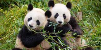 Zoo Berlin: Pandas bereiten sich auf Paarung vor