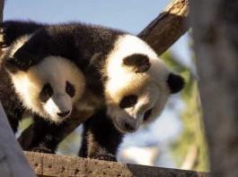 Zoo Berlin: Spannung steigt bei der Paarung der Pandas