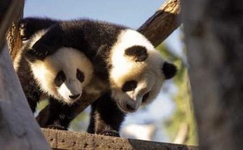 Zoo Berlin: Spannung steigt bei der Paarung der Pandas