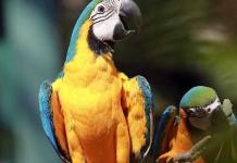 Chiang Mai Zoo: Aquarium nach umfassender Renovierung wieder geöffnet