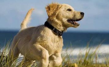 JOSERA: Hundefutter Probe komplett kostenlos bestellen