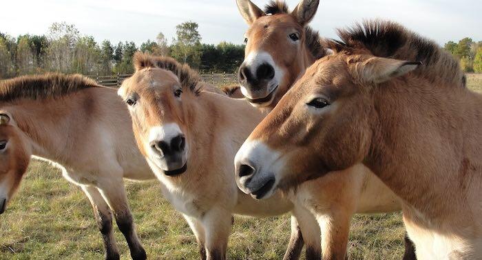 Przewalski-Pferde: Aus dem Tierpark in die Steppe