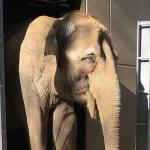Tierpark Cottbus: Neues Elefantenhaus mit innovativer Technik