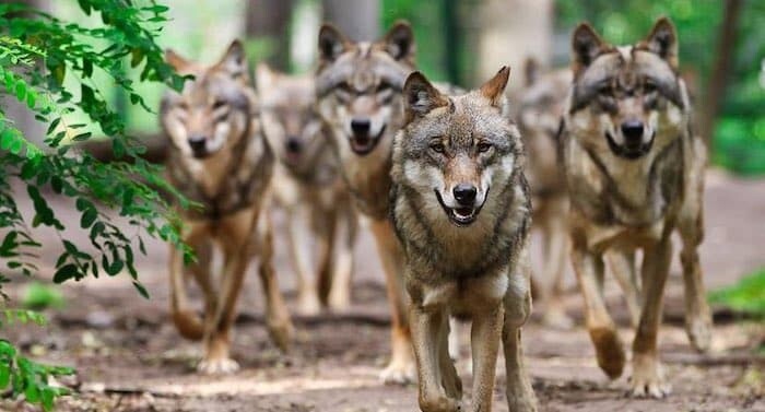 Wolfcenter Dörverden Gutschein 2 für 1 mit 50 Prozent Rabatt