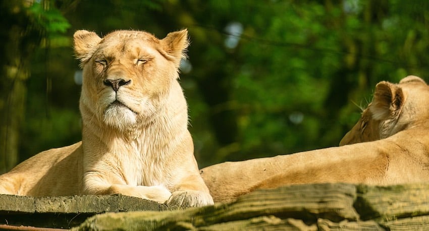 Tier-& Freizeitpark Thüle Gutschein 2024 Tickets mit 17 Prozent Rabatt